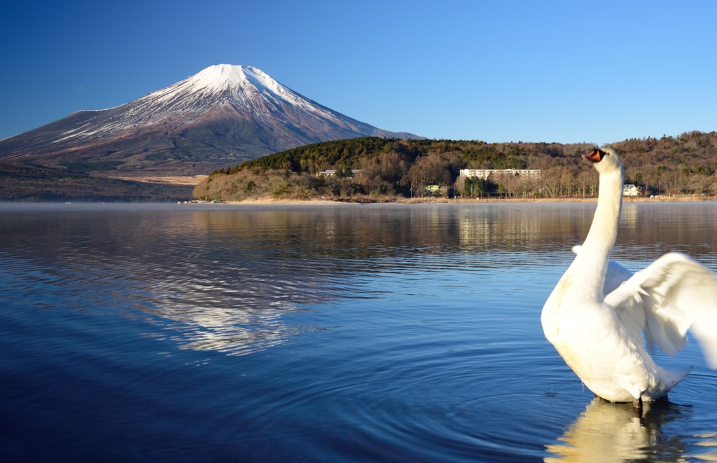 白鳥の湖