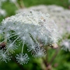 霧降高原に咲く花