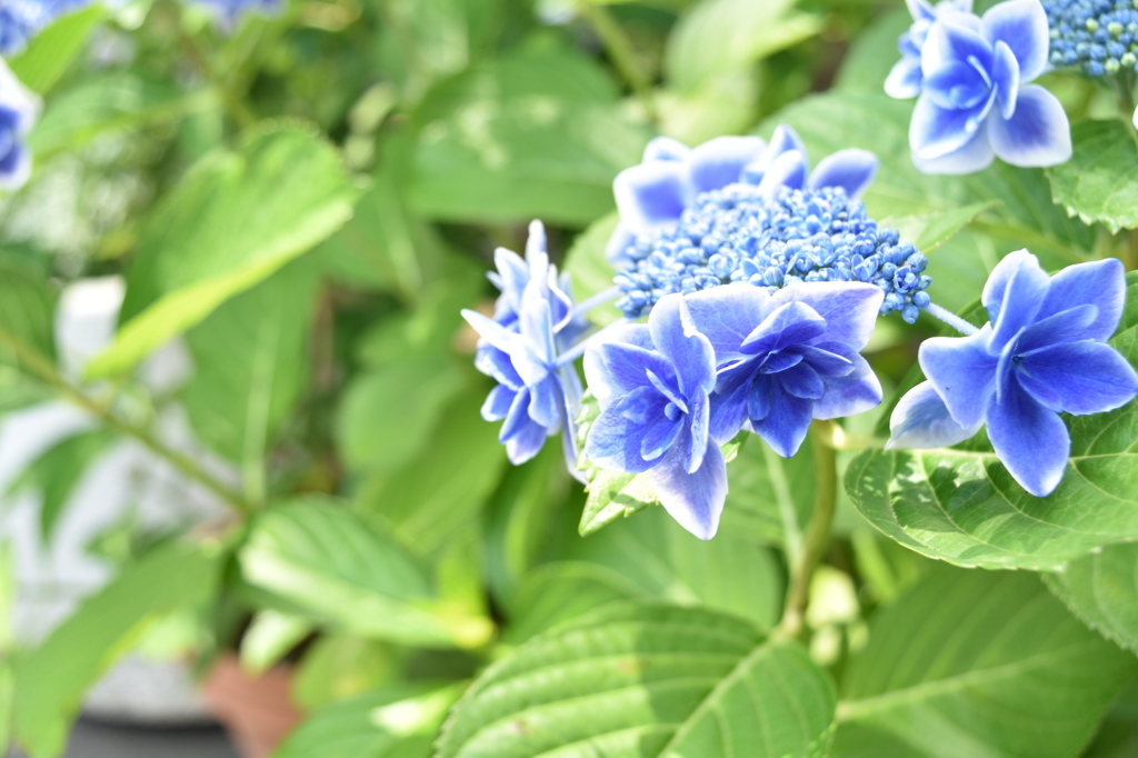 深大寺の紫陽花　①