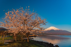 一本桜と逆さ富士