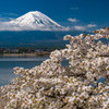 豆桜と富士#2