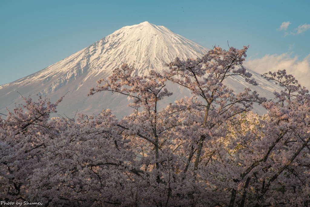 サクラと富士
