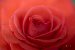 情熱の薔薇