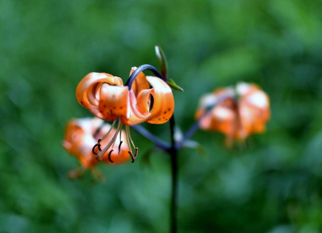霧降高原に咲く花