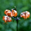 霧降高原に咲く花