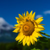 太陽の花