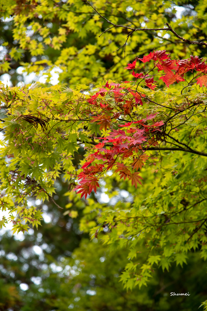 紅一点