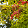 紅一点