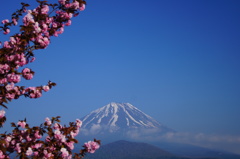 富士と八重桜