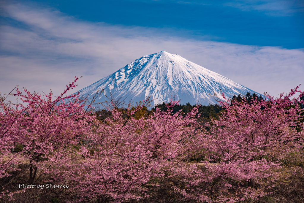 河津桜と富士