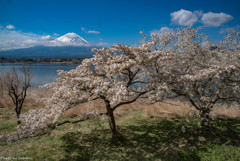 豆桜と富士