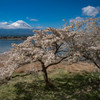 豆桜と富士