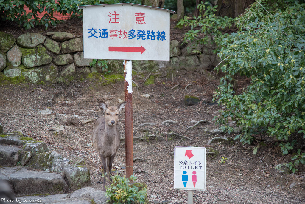 トイレはあちらで～す。