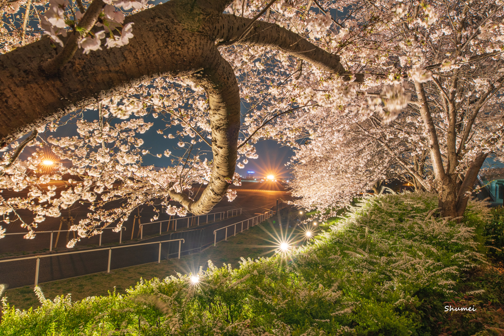 夜のサクラ