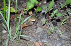 カエルの雨宿り