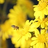 蜜蜂の食事