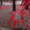 雫秋