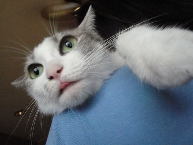 はっふーｗ