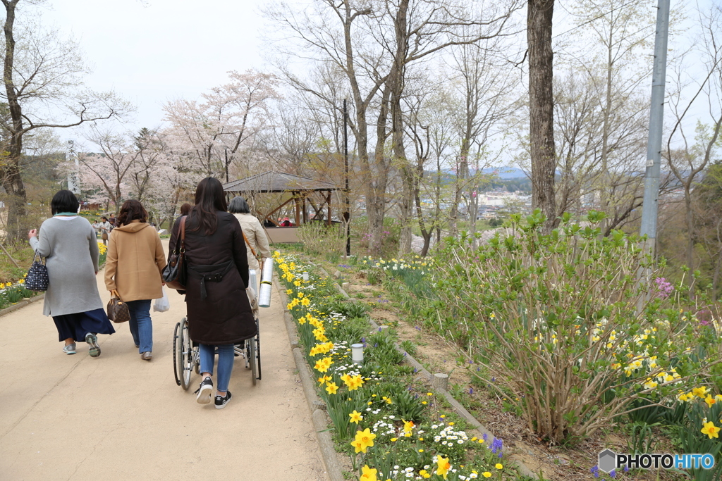 おばあちゃんと花見