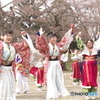 しばた　さくらまつり　よさこい9