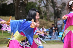 よさこい　2016　さくら祭り