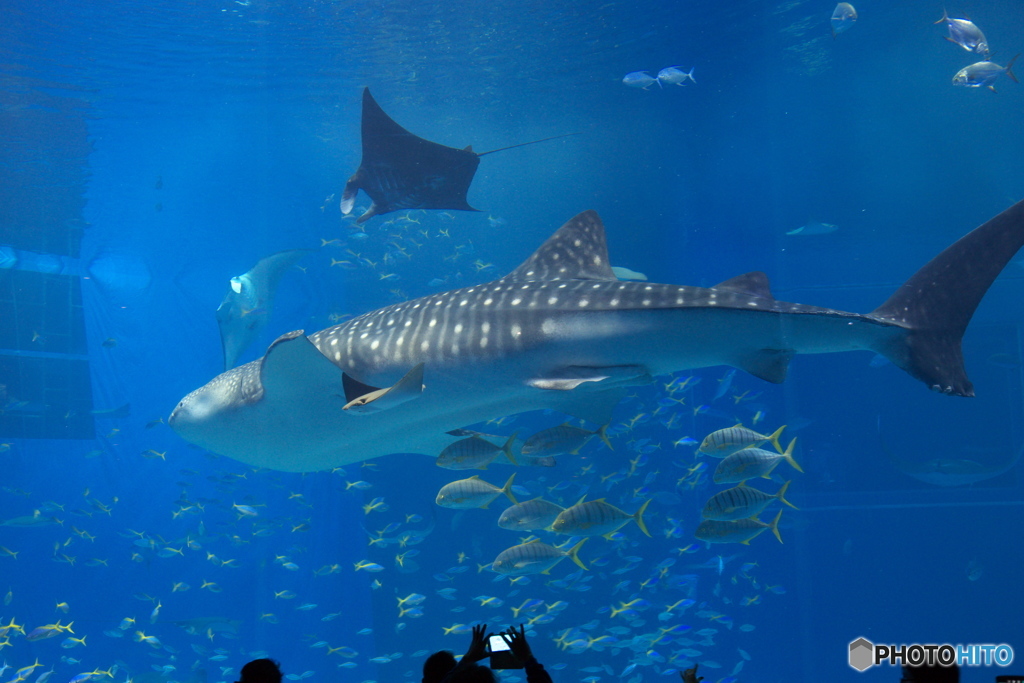 美ら海水族館　ジンベイサメ