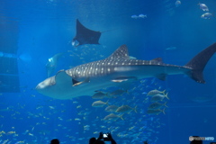 美ら海水族館　ジンベイサメ