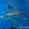 美ら海水族館　ジンベイサメ