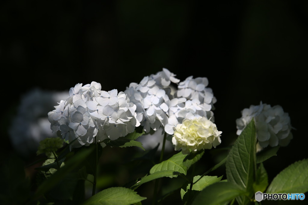 紫陽花