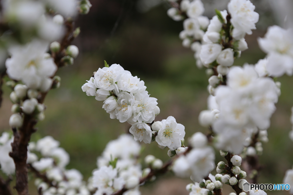 春の花