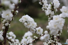 春の花