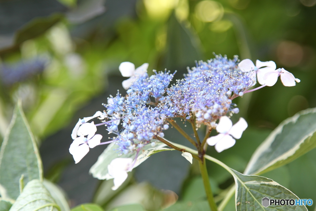 紫陽花2