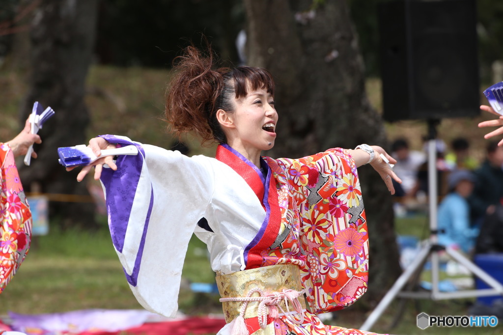 よさこい　さくらまつり　2016