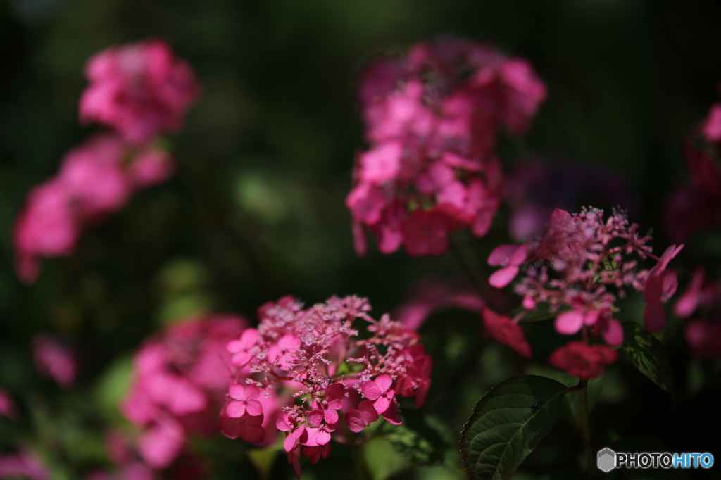 紫陽花