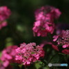 紫陽花