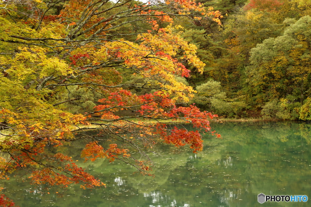 秋の紅葉　福島　五色沼