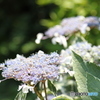 紫陽花1
