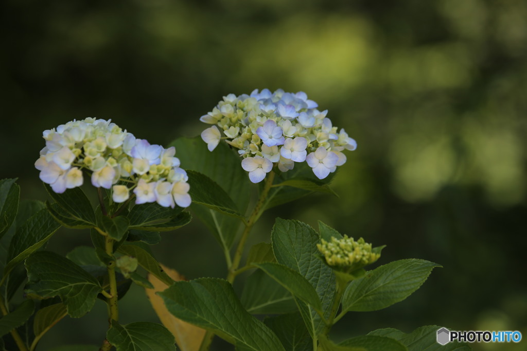 紫陽花