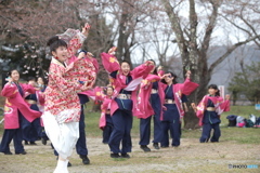 しばた　さくらまつり　よさこい2