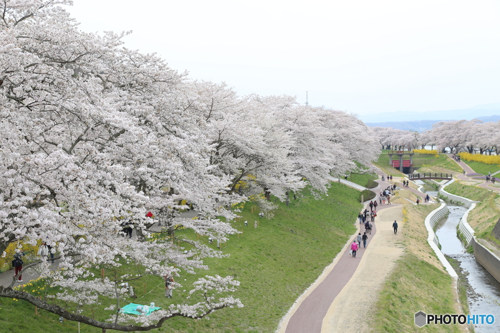 一目千本桜