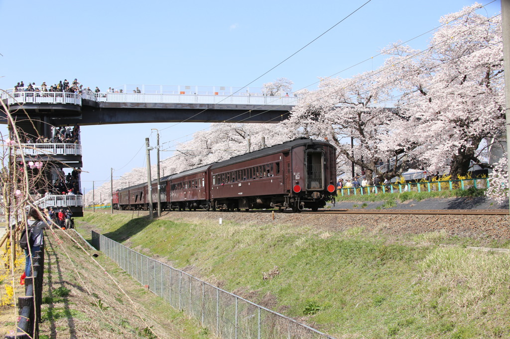 快速レトロふくしま花見山号　2016