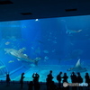 美ら海水族館　