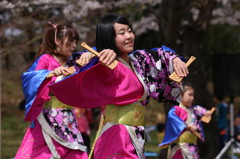 よさこい　2016　さくら祭り