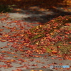 紅葉