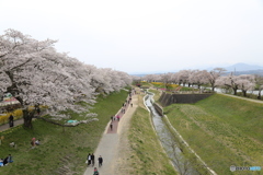 一目千本桜