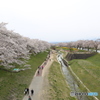 一目千本桜