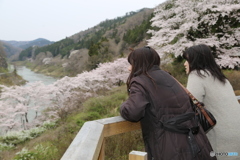 阿武隈川で花見