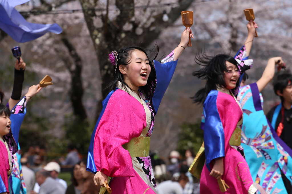 よさこい　さくらまつり　2016