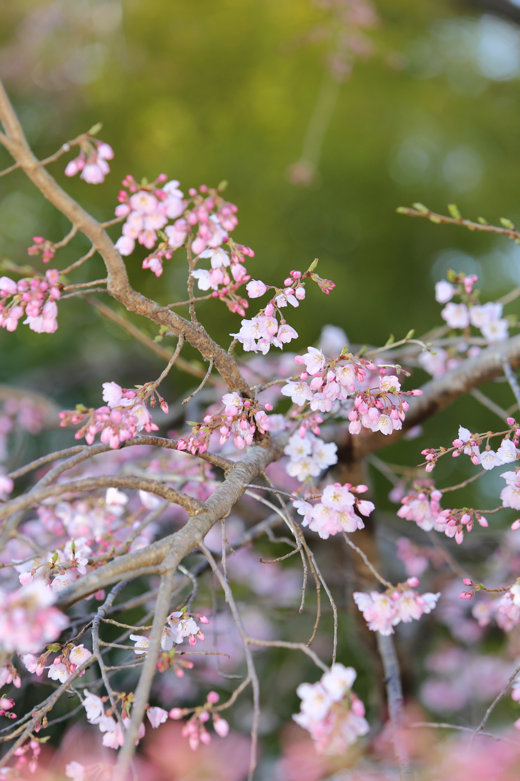 開花