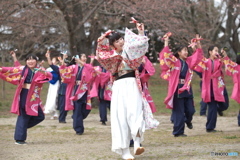 しばた　さくらまつり　よさこい4